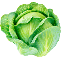 Cabbage